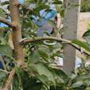 Fruit Tree Branch Puller 50pcs, Fruit Tree Branch Limb Spreader Fruit Tree Branch Garden Bonsai Puller Tying Machine Plants Branch Bending Tools (M5.1IN)