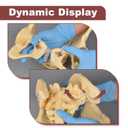 Female Pelvic Skeleton Model - Life-Size Obstetric Childbirth Education Tool with Anatomy Doll,Hip Bone Anatomy Model,Flexible Pelvic Floor Model for Gynecological Training & Midwives
