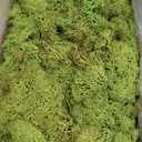 Preserved Reindeer Moss Natural Green DIY Kit Gardenning Art Wall Decor Florist Decor Easter Table Decor Wedding (0.85 lb)