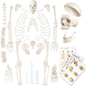 Evotech Disarticulated Human Skeleton Model For Anatomy 67 inch High, Full Size Skeleton Models with Skull, Spine, Bones, Articulated Hand & Foot, for Anatomy Medical Learning