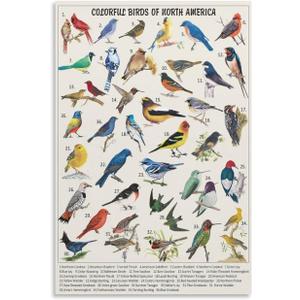VSXLEOZ Vintage Bird Poster Colorful Birds of North America Canvas Wall Art Aesthetic Decorative Painting Living Roomstylestyle 16x24inch(40x60cm)