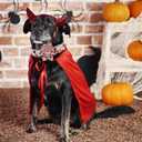 Elegant little tail Dog Collar with Flower, Fall Dog Collar Halloween Pumpkin Flower Collar Dog Girl Pet Collar Dog Collars for X-Large Dog