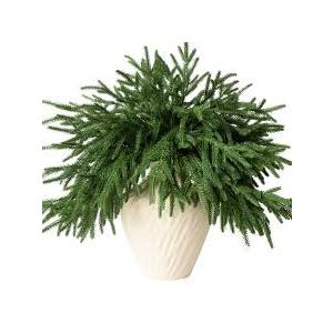 Faux Cedar Stems Artificial Norfolk Pine Branches for Christmas Decor, Fake Pine Stems with 2 PCS Pine Cones Branches Real Touch Realistic Faux Greenery for Vases DIY Garland Xmas Table Indoor