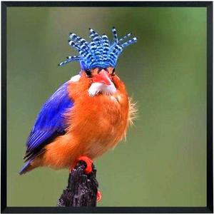 Mxtallup 19x20 Picture Frame Solid Wood 19x20 Poster Frame for Wall Photo Frames Family Black (T22B1920)