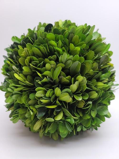 Preserved Boxwood Ball 8 inch