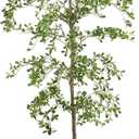 Shady Lady Faux Tree 7ft for Home Décor Black Olive Tree 84inches Realistic Fake Potted Plants with Moss Indoor Bucida Buceras Artificial Tall Trees with Natural Wood Trunk Housewarming Outdoor