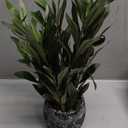 19'' Artificial Ficus Plant in White Textured Ceramic Pot Realistic Faux Greenery with Lifelike Leaves Fake Plants for Indoor Home Office Bathroom Shelf Desk Tabletop Decor