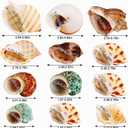 12PCS Natural Hermit Crabs Shell Sea Conch 1.6"-4.3" Large Sizes 9 Types Seashells Turbo for Hermit Crabs Natural Shells Hut for Fish Tank Decor Hide Reptile Hideouts Crustaceans Terrarium Decoration