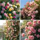 3 x 300 Mixed Color Climbing Rose Seeds for Planting Bush Perennial Shrub Heirloom Open Pollinated Flower Plant Seeds (EXP 05/09/29)