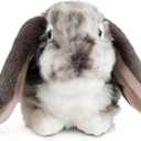 Living Nature Grey Dutch Lop Eared Rabbit Stuffed Animal | Fluffy Rabbit Animal | Soft Toy Gift for Kids | 10 inches
