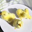 Pack of 3 Realistic Yellow Baby Duck Figurines - Lifelike Plush Ducklings Spring Duckies Farm Animal Easter Decoration Barnyard Ornaments Photo Props