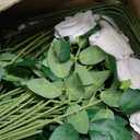 Sggvecsy 50 Pcs Artificial Roses Fake Flowers Velvet Silk Roses with Stems Bulk Realistic Faux Flowers for Bridal Bouquets Wedding Centerpieces Valentines Day DIY Home Party Decor (Ivory)