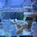 Crushed Coral Filter for Aquarium,Fish Tank Crushed Coral for Freshwater Aquarium Ph Aquarium Bio Filter Media Bag Reusable Aquarium Filter