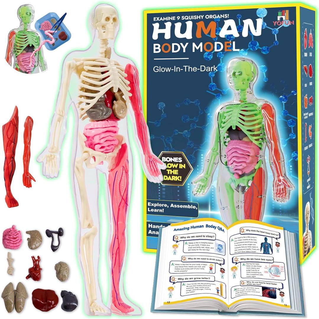 YOFUN Human Body Skeleton Model Kits for Kids,Interactive Anatomy Science Kit  Removable Muscles, Organs,Bones,STEM Educational Toys for Boys and Girls Aged 6+