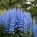 10 x 70+ Seeds Delphinium - Flower Blue