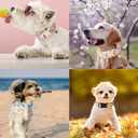 ARING PET Dinosaur Dog Collar-Cute Dog Collar for Small Dogs, Adjustable Dinosaur Print Pet Collars Puppy Collar for Small Medium Large Dogs