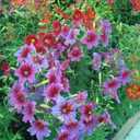 2 x 110+ PCS Chilean Morning Glory Seeds Mixed Color for Stunning Flowers Seed for Planting (EXP 11/25/26)