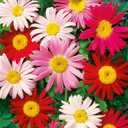 10 x 1000+ Pyrethrum Tanacetum Chrysanthemum Seeds - Pyrethrum Tanacetum Coccineum - Perennial Flower (EXP 01/01/27)