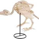 JOYIN Vulture Skeleton Halloween Decorations 19.7 inch Posable Animal Skeletons with Movable Joints for Indoor Outdoor Yard Garden Lawn Photo Props Decor, Trick or Treat, Spooky Scene Party Favors