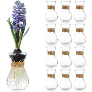 Small Glass Vases for Centerpieces - Hewory 12pcs Clear Mini Hyacinth Avocado Growing Bud Vase Bulk, Cute Tiny Flower Bulb Forcing Plant Containers Set for Wedding Home Living Room Table Decorations