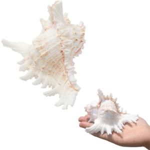 SINKOO 2PCS Conch Shell Large Natural Seashells 4-5.3 Inch Perfect for Fish Tank Wedding Decor Beach Theme Party, Home Decorations, DIY Crafts