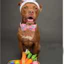 Lionheart glory Dog Bow Collar Easter Day Dog Collar for X-Small Dogs,Easter Chickens Colorful Dog Collars with Bowtie Spring Pink Collars Puppy Collar Bows