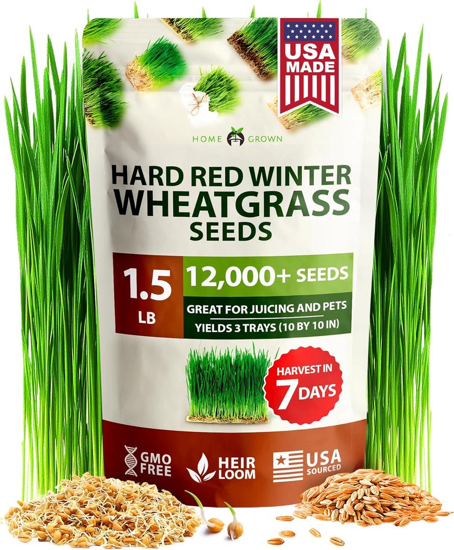HOME GROWN 12,000+ Wheatgrass Seeds Bulk Pack(1.5 lb) Hard Red Winter Wheatgrass Heirloom, Sprouting for Juicing, Microgreens, Smoothies & Indoor Gardening(Triticum aestivum)