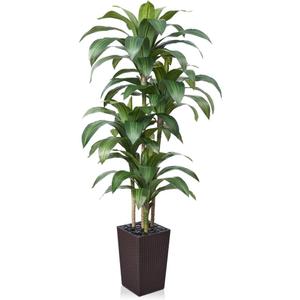 6FT Artificial Dracaena Tree - UV Resistant Faux Tropical Plant, Potted Fake Tree with Taper Planter & Pebbles - Indoor Outdoor Greenery for Home, Porch, Living Room, Bedroom Decor, VN127 (Espresso Brown) 6FT Artificial Dracaena Tree - UV Resistant Faux Tropical Plant, Potted Fake Tree with Taper Planter & Pebbles - Indoor Outdoor Greenery for Home, Porch, Living Room, Bedroom Decor, VN127 (Espresso Brown)