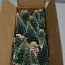 Set of 35PCS Mini Christmas Tree, Christmas Pine Cones, 2oz Fake Snow Powder, Mixed Christmas Decoration, Xmas Village Displays Winter DIY Crafts (Two-Tone Green)