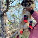 Dog Boots Breathable Protect Paws Soft Nonslip Soles Set of 4 Size Large Color Red