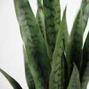 KOL 3FT Artificial Snake Plant, Fake Sansevieria Indoor Outdoor, 28 Thick PE Leaves Lifelike Faux Silk Plants, Home Decor Mother in Law Tongue 35in, Greenery for Office Decoration, Green