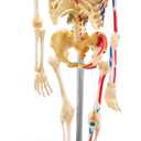 Learning Resources Skeleton Model, Science Classroom Must Haves, STEM Student Essentials, Practice Anatomy, Back to School Supplies for Teachers