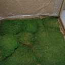 Preserved Moss Pole Decorative Moss for Crafts, Art, Wall Decor,Yellow Green Moss