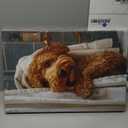 libitea 2 Pcs Funny Animal Bathroom Canvas Wall Art Cute Dog Reading Newspaper and Taking Bath on Toilet Art Print Humorous Bathroom Animal Painting Wall Decor for Dog Lovers Home Decoration