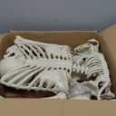 36" Skeleton Halloween Decorations, 3FT Realistic Full Body Movable Posable Joints Skeleton, Creepy Halloween Plastic Skeleton for Graveyard Decorations, Haunted House Props Indoor/Outdoor Decor