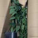Warmplants Artificial Ficus Tree, 5ft Tall Fake Ficus Tree with Basket, Faux Plant for Indoor Outdoor Home Livingroom Office Garden Porch Dcor