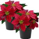 Poinsettias Artificial Christmas Flowers Tabletop Small Red Poinsettia Plant Artificial 9 Inch Faux Winter Flowers for Xmas Ornament Porch Home Garden Decorations(2 Pack)