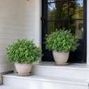 Set of 2 Artificial Boxwood Topiary Trees for Front Door - Faux Realistic Greenery Potted Plants, Fake Outdoor UV-Resistant Bushes with Pots for Porch,Farmhouse,Home,Garden Decor