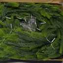 Fovths 1 Pack 9 Feet Christmas Norfolk Garlands Set Green Artificial Winter Pine Garlands Light String Faux Greenery Garland Pine Garland for Xmas Holiday Home Indoor Decor, Green