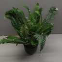 Fake Fern Potted Plant Artificial Boston Ferns in Pot 35 Leaves for Outdoors & Indoor Faux Fern Bush Plant 20inch for Patio Garden Farmhouse Windowsill Office Living Room Decoration Home Decor (Large)
