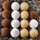 Liliful 15 Pcs Velvet Christmas Balls Bulk Flocked Christmas Tree Ball Ornaments Plastic Xmas Decorative Hanging Ornaments(Brown, Light Khaki, Beige, 3.15 Inch)