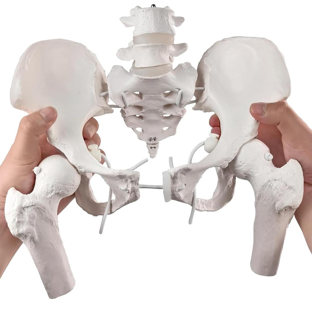 Movable Female Pelvis Model w/Elastic Two Movable Femur Heads and Joints, Life Size Female Pelvic Anatomy Model for Science Education, Midwife in Obstetrics, Gynecology Patient Communication