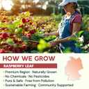 Raspberry Leaf Tea - 100 Teabags, Caffeine-Free, Mild & Herbal Taste (EXP 09/22/27)