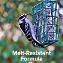 Blue Seal Nut Feast Suet Cakes for Wild Birds | No Mess Suet Feed with Variety of Nuts | Food for Woodpeckers, Cardinals, Siskins & Sparrows | Use with Suet Feeder | 11oz Seed Cake (6 Variety Pack) (EXP 06/06/27)