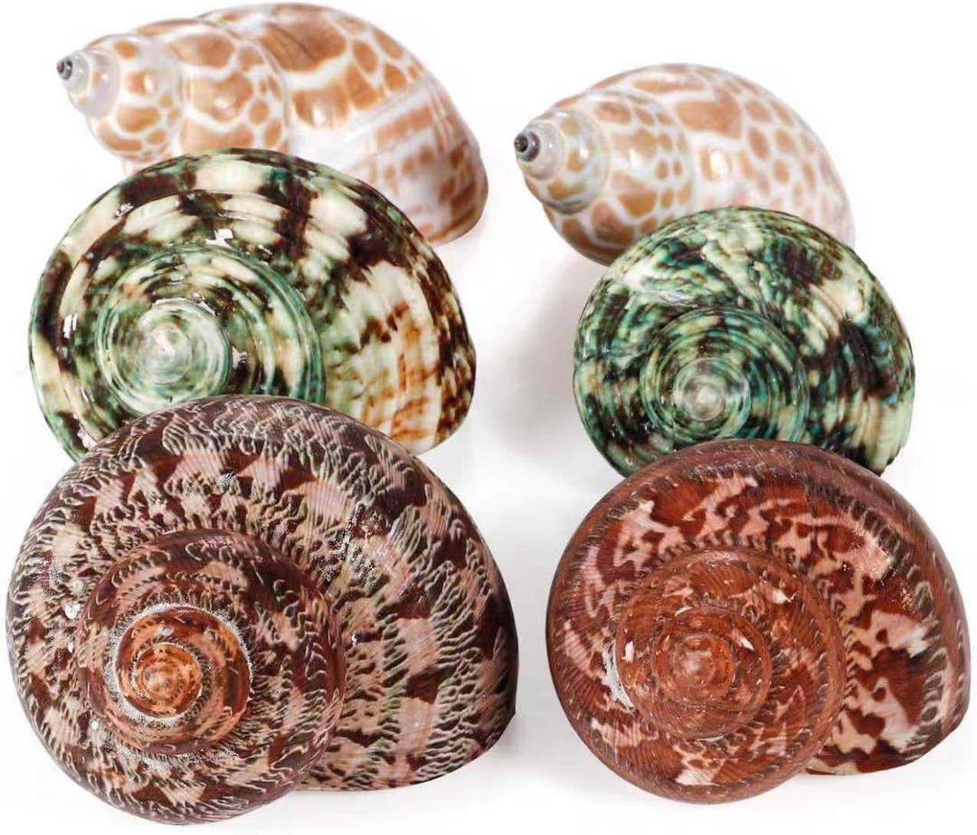 PPCLION Unstained Natural Hermit Crab Shells Pearl Turbo Seashell for Dcor, 3 Kinds 6 PCS Size 1.5" - 2", Opening 0.8-1" Hermit Crab Supplies
