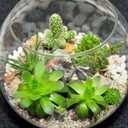 Sawysine 12 Pcs Bubble Bowl Vase Centerpiece Round Glass Flower Vase Bulk Clear Terrarium Fish Bowl for Wedding Event Goldfish Planter Floral Centerpiece Office Home Decor (7.8''w X 6.3''h)