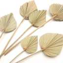 Boho Dried Palm Leaves, Small Dried Palms Plant Spears Fans, Palm Leaf with Stem for Home Office Wall Decor | Tropical Wedding Flowers Decor | Party Table Vase Decoration (Natural,6 Pcs)