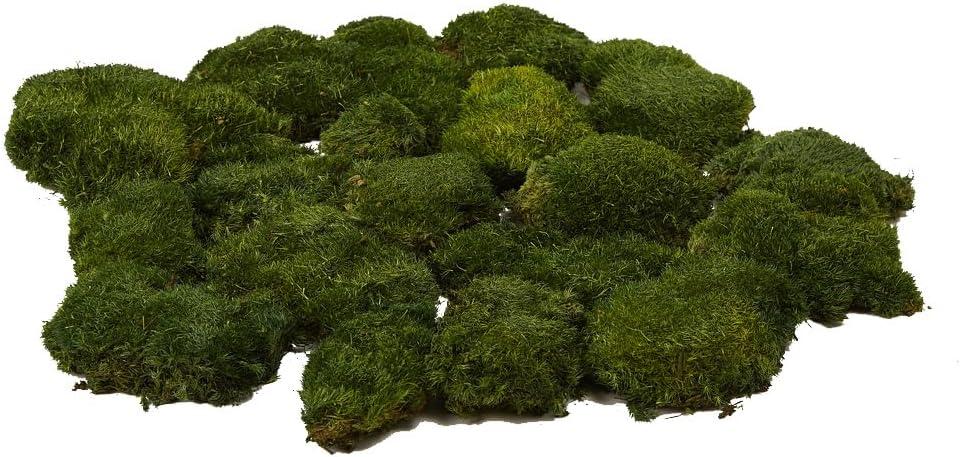 Preserved Pole Moss Pillow Bun Cushion Natural Green Decorative Real Natural DIY Kit Terrariums Garden Art Wall Florist Easter Wedding Decor (1.5 sq.ft., Green-A)