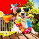 Elegant Little Tail Bowtie Dog Collar for Small to Large Dogs (X-Large (Pack of 1), Flip Flops)