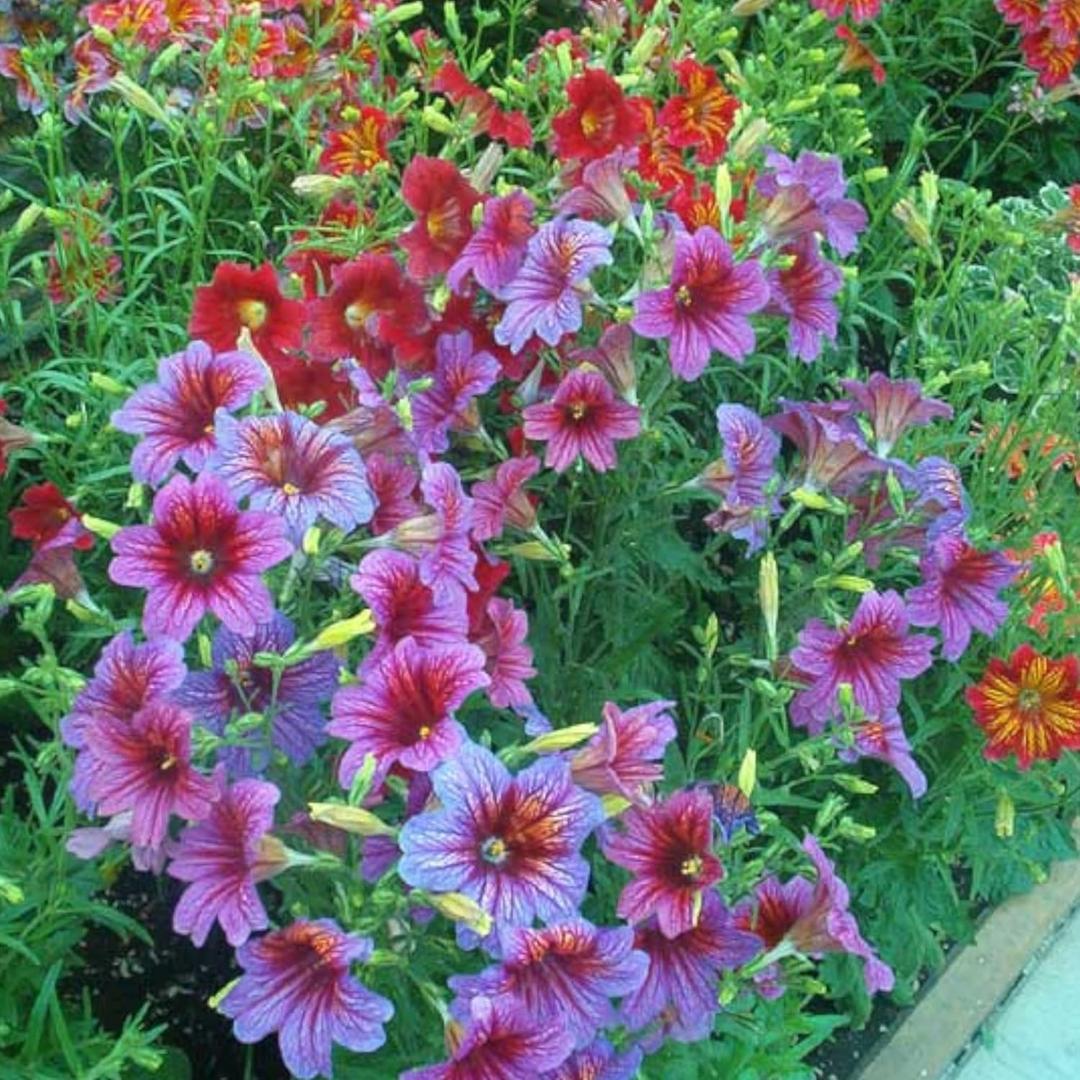 2 x 110+ PCS Chilean Morning Glory Seeds Mixed Color for Stunning Flowers Seed for Planting (EXP 11/25/26)